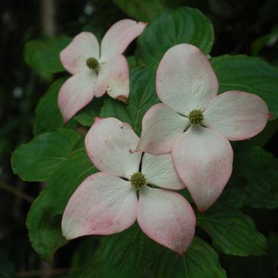 Cornus kousa 'Satomi'