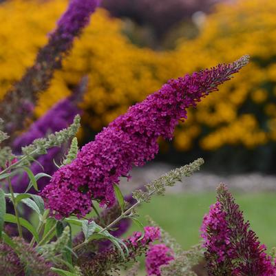 Buddleia davidii Monarch® 'Queen of Hearts'