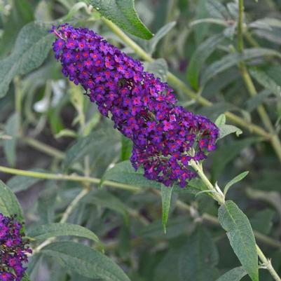 Buddleia davidii Monarch® 'Dark Dynasty'