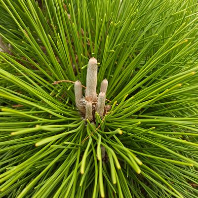 Pinus thunbergii Thunderhead'