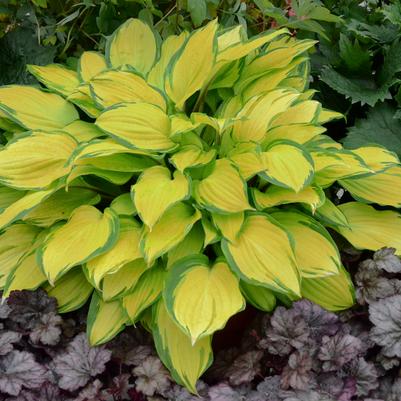 Hosta x 'Island Breeze'