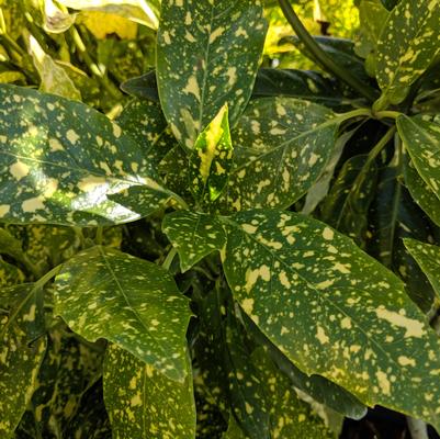 Aucuba japonica 'Mr. Gold Strike'