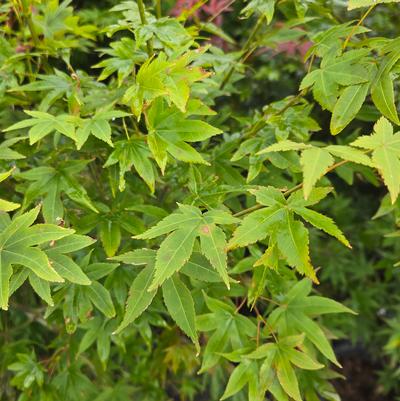 Acer palmatum 'Cider Hill'