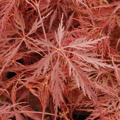 Acer palmatum dissectum 'Crimson Queen'
