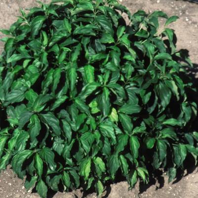 Cornus sericea 'Kelseyi'