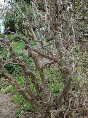Corylus avellana Contorta