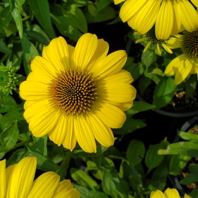 Echinacea x Sombrero® Lemon Yellow Improved