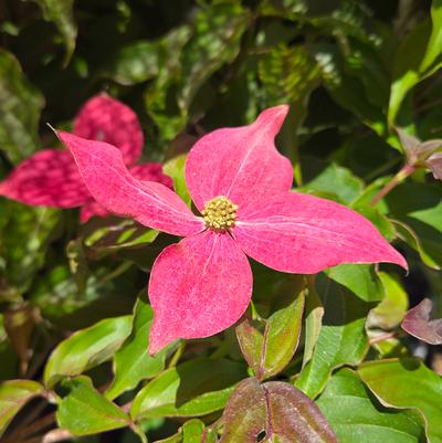 Cornus kousa Scarlet Fire®