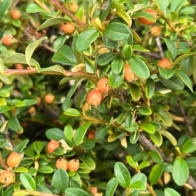 Cotoneaster dammeri Coral Beauty
