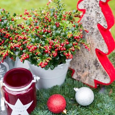 Vaccinium vitis-idaea 'Red Candy'