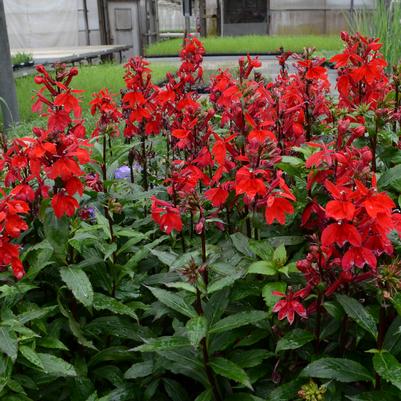 Lobelia speciosa Starship™ Scarlet