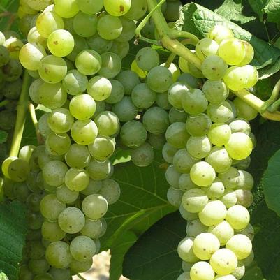 Vitis vinifera 'Cayuga White'