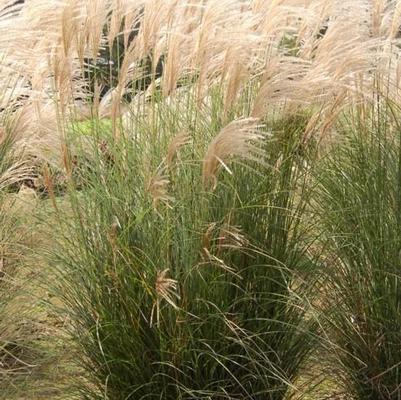 Miscanthus sinensis Scout™