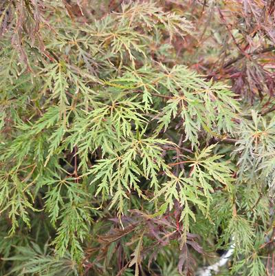 Acer palmatum dissectum 'Inaba Shidare'