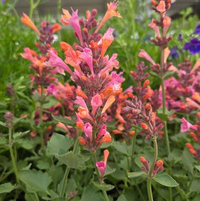 Agastache x 'Kudos Ambrosia'