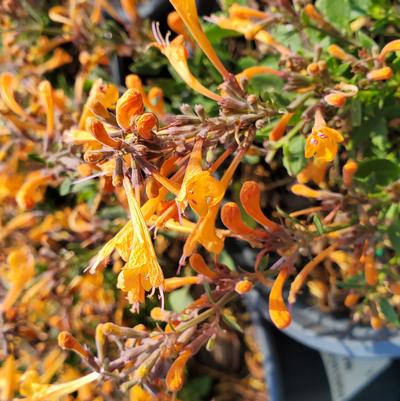 Agastache x 'Kudos Mandarin'