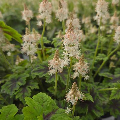 Tiarella x 'Fingerpaint'