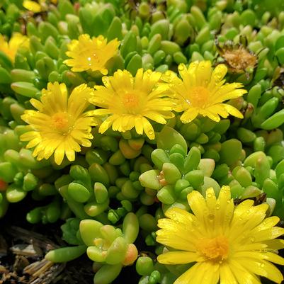 Delosperma nubigenum 