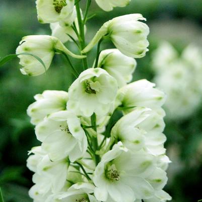 Delphinium elatum 'Guardian White'