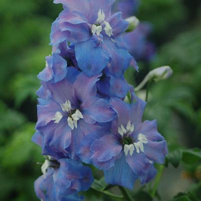 Delphinium elatum 'Guardian Blue'