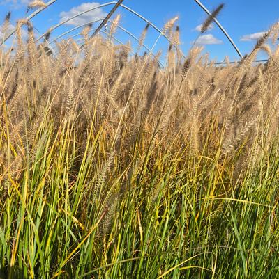 Pennisetum alopcuroides 