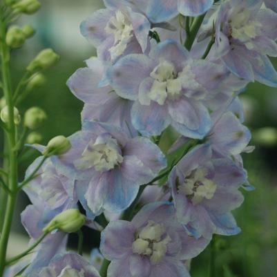 Delphinium elatum 'Guardian Lavender'