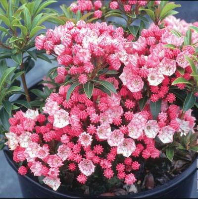 Kalmia latifolia 'Tiddlywinks'