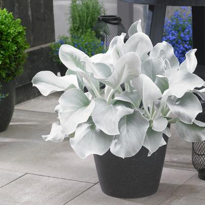Senecio Angel Wings®