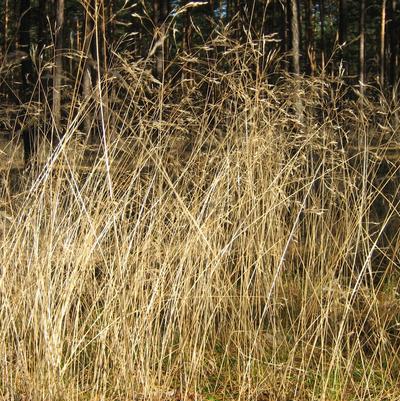 Deschampsia flexuosa 