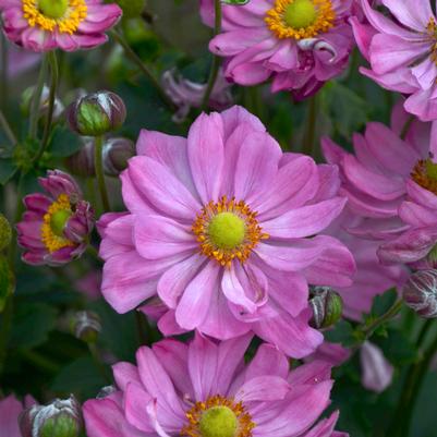 Anemone x 'Curtain Call Pink'