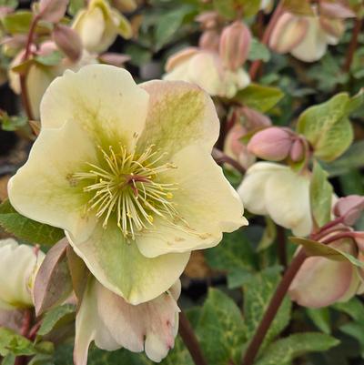 Helleborus Frostkiss® Molly's White