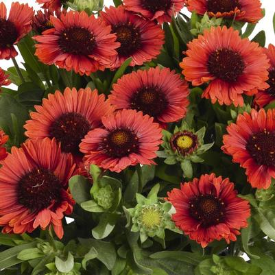 Gaillardia aristata SpinTop™ Red