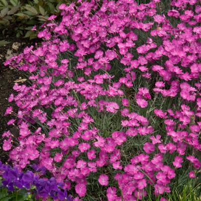 Dianthus x 'Firewitch'