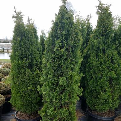 Thuja occidentalis 'DeGroot's Spire'