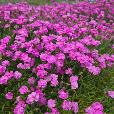Dianthus gratianopolitanus 'Tiny Rubies'