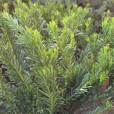 Cephalotaxus harringtonia 'Duke Gardens'