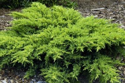 Juniperus chinensis 