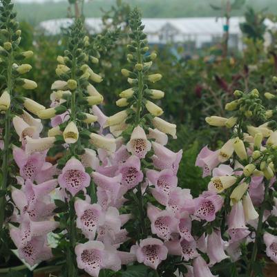 Digitalis purpurea 'Camelot Lavender'