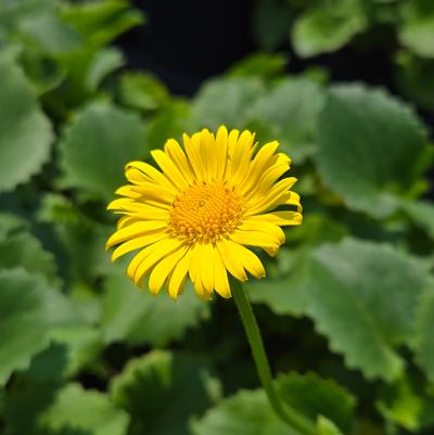 Doronicum orientale Leonardo™ Compact