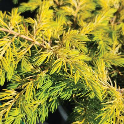 Juniperus conferta Golden Pacific™