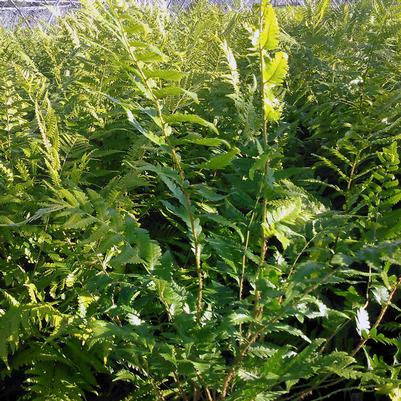 Dryopteris x australis 