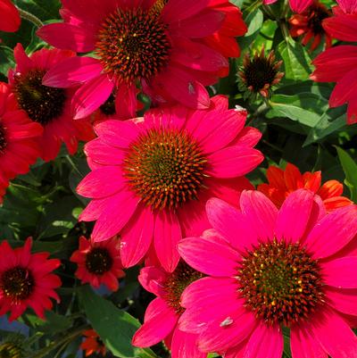 Echinacea x Sombrero® Tres Amigos