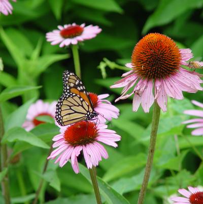 Echinacea purpurea 'Magnus'