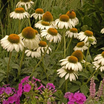 Echinacea purpurea 'White Swan'