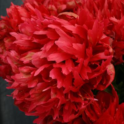 Paeonia lactiflora 'Many Happy Returns'