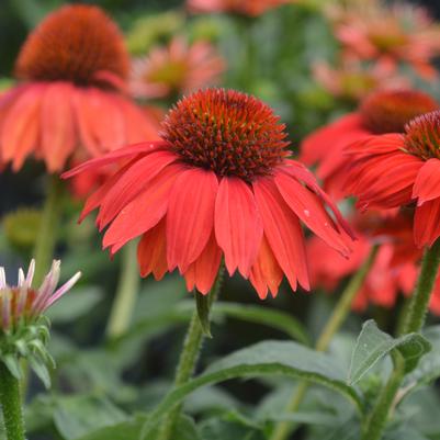 Echinacea x Sombrero® Salsa Red
