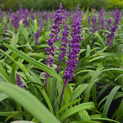 Liriope muscari 'Royal Purple'