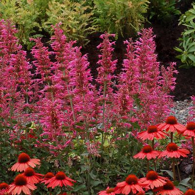 Agastache x 'Morello'
