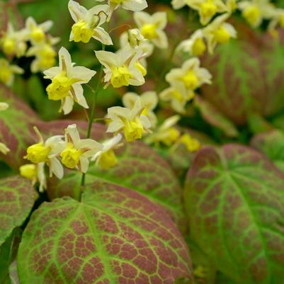 Epimedium versicolor Sulphureum