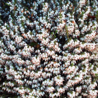 Erica carnea White